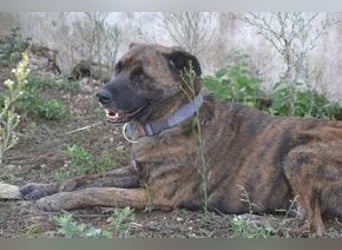 Emile und seine Hundefreunde suchen dringend eine liebevolle neue Bleibe