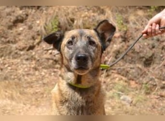 Tanija, eine von vier Hunden, die dringend ein neues Zuhause benötigen