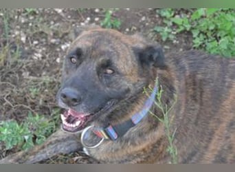 Emile und seine Hundefreunde suchen dringend eine liebevolle neue Bleibe