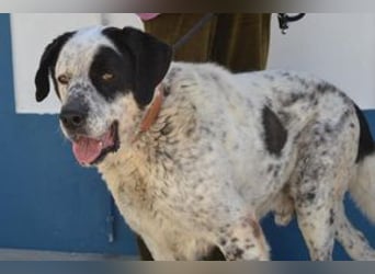 Luisão, ein aktiver Senior mit Freude am Leben