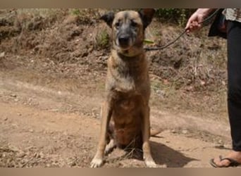 Tanija, eine von vier Hunden, die dringend ein neues Zuhause benötigen
