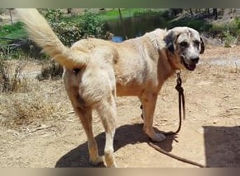 Bijou, ein überaus freundlicher Wachhund