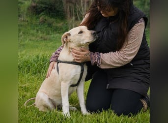 Ronaldo – ein junger Sunnyboy