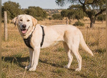 Doya – ein großer Schatz