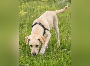 Ronaldo – ein junger Sunnyboy