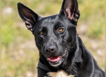 Luke – treuer Kumpel sucht seine Menschen