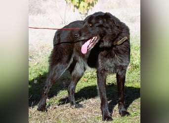 Mike – ein Goldschatz