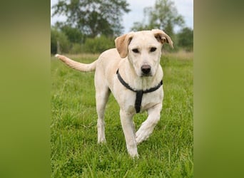 Ronaldo – ein junger Sunnyboy