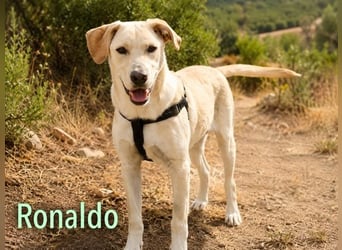 Ronaldo – junger Sunnyboy sucht seine Menschen