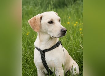 Ronaldo – ein junger Sunnyboy