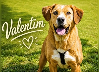 Valentim - großer Freund mit weichem Herzen