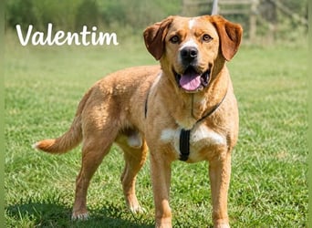 Valentim - ein Powerpaket