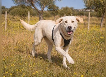 Doya – ein großer Schatz