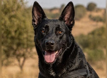 Luke – ein prima Kumpel