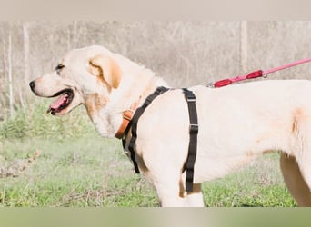 Doya – ein großer Schatz