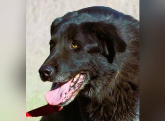 Mike – ein Goldschatz