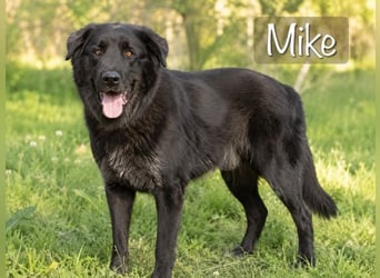 Mike – großer Goldschatz mit sanfter Seele