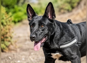 Luke – treuer Kumpel sucht seine Menschen