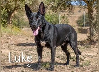Luke – treuer Kumpel sucht seine Menschen