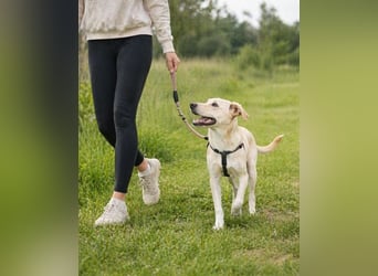 Ronaldo – ein junger Sunnyboy