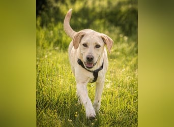 Ronaldo – ein junger Sunnyboy