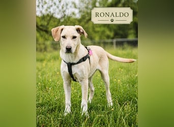 Ronaldo – ein junger Sunnyboy