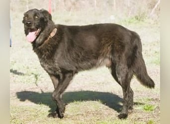 Mike – ein Goldschatz