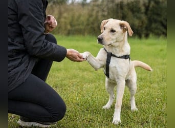 Ronaldo – ein junger Sunnyboy