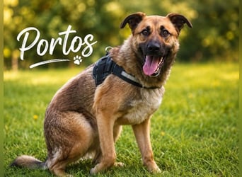 Portos - sanfter Freund sucht Vertrauen
