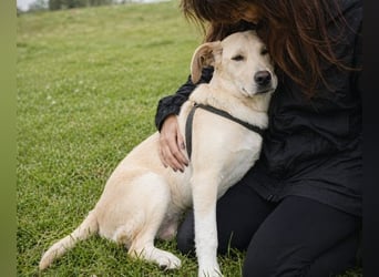 Ronaldo – ein junger Sunnyboy