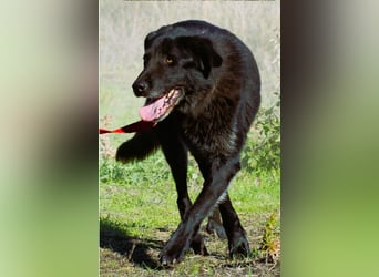 Mike – ein Goldschatz