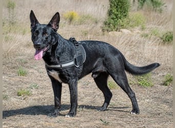 Luke – ein prima Kumpel