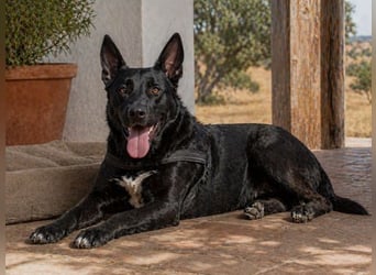 Luke – ein prima Kumpel