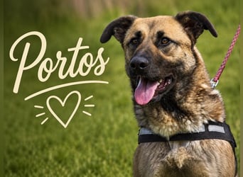 Portos - sanfter Freund sucht Vertrauen