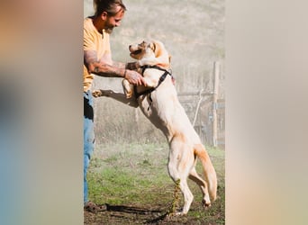 Doya – ein großer Schatz