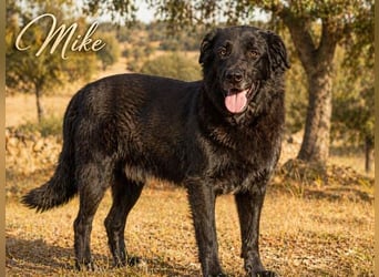 Mike – ein Goldschatz