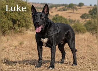 Luke – ein prima Kumpel