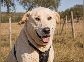 Doya – ein großer Schatz