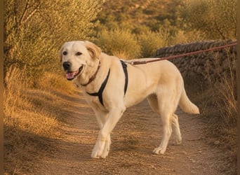Doya – großer Schatz mit sanftem Herzen