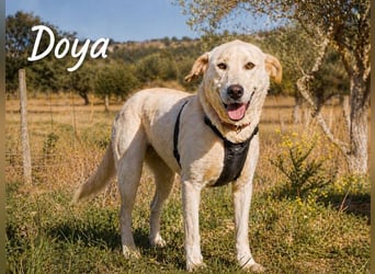 Doya – ein großer Schatz