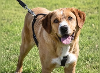 Valentim - großer Freund mit weichem Herzen