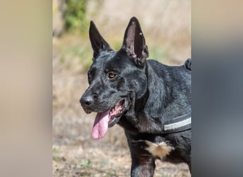 Luke – ein prima Kumpel