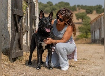 Luke – ein prima Kumpel