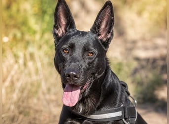 Luke – treuer Kumpel sucht seine Menschen