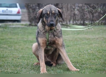 Pablo – leise Seele sucht seine Familie...