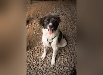 Bella sucht Hundeerfahrene Menschen...