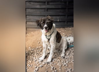 Bella sucht Hundeerfahrene Menschen...