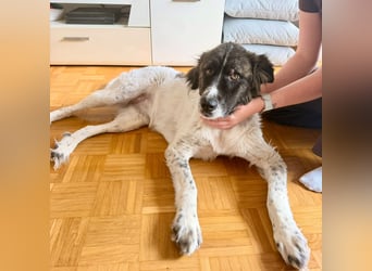Bella sucht ihre Menschen...