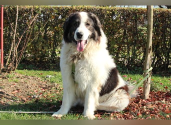 Bruno der sanfte Riese....