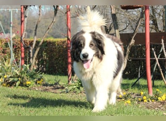 Bruno der sanfte Riese....